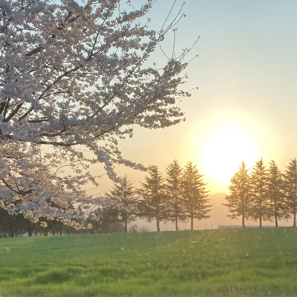 天然精油のお香皿と、去り行く桜を追いかけラン